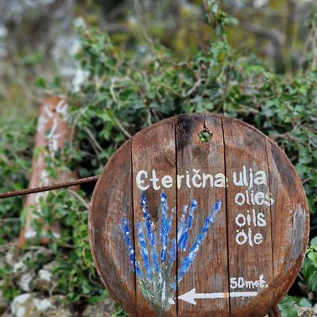 Lavanda 1